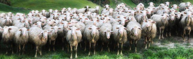 Vous n'en avez pas marre d'être pris pour des moutons ? Laisser dire, laisser faire ... vous savez ou cela conduit !