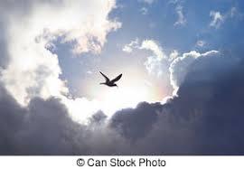 l'oiseau symbole d eliberté, de paix et de tous le spays , il est vulnérable et nous macons sommes vigilents pour sa défense